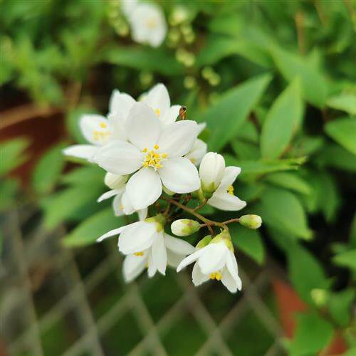 冰生溲疏花 庭院阳台多年生好养灌木垂吊耐阴11