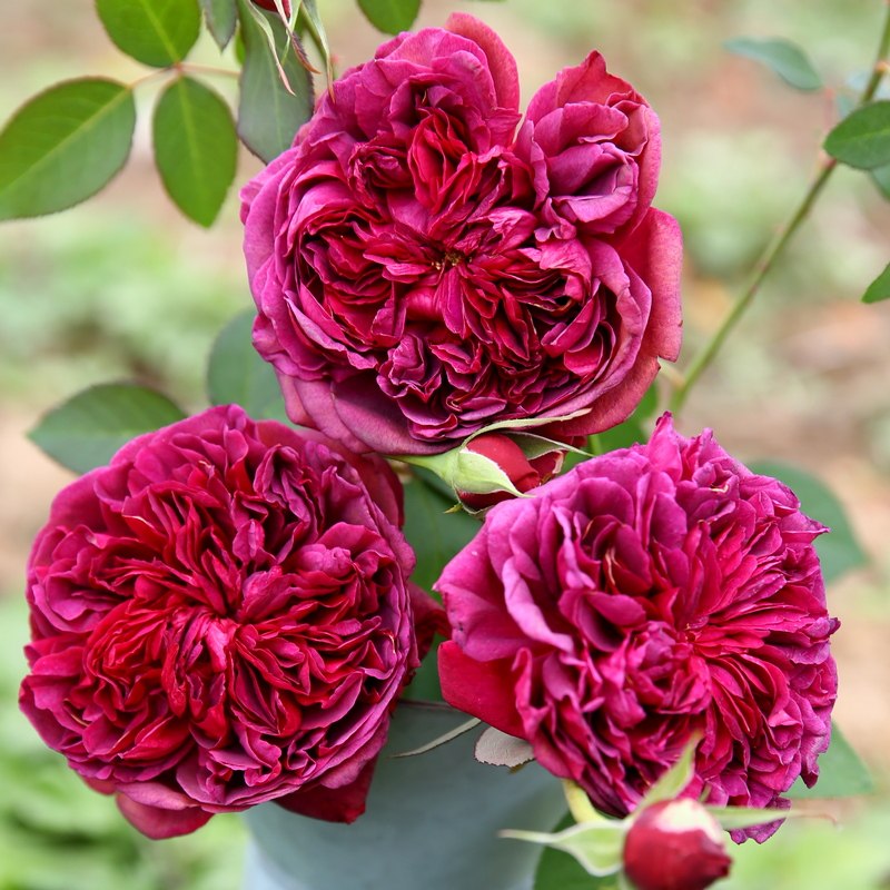 莎士比亚大花庭院爬藤紫色蔷薇花苗浓香月季盆栽阳台植物多季玫瑰