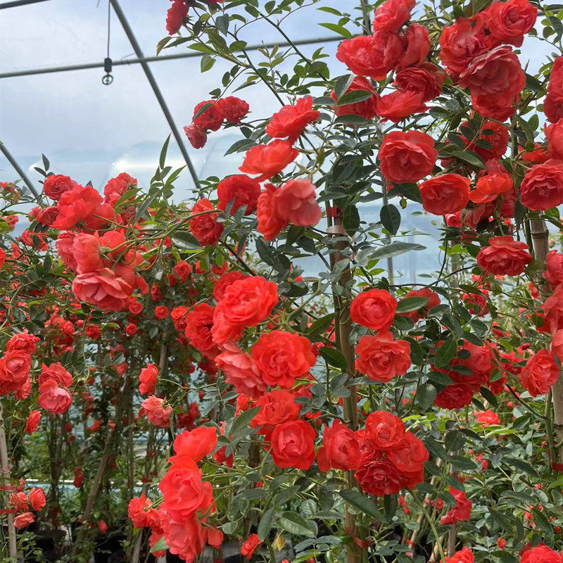四季橙木香花苗多花红木香爬藤蔷薇藤本月季植物庭院阳台花卉抗病