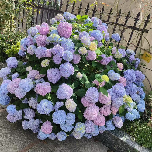 无尽夏绣球大苗四季阳台盆栽绿植八仙花绣球耐阴庭院别墅耐寒花卉