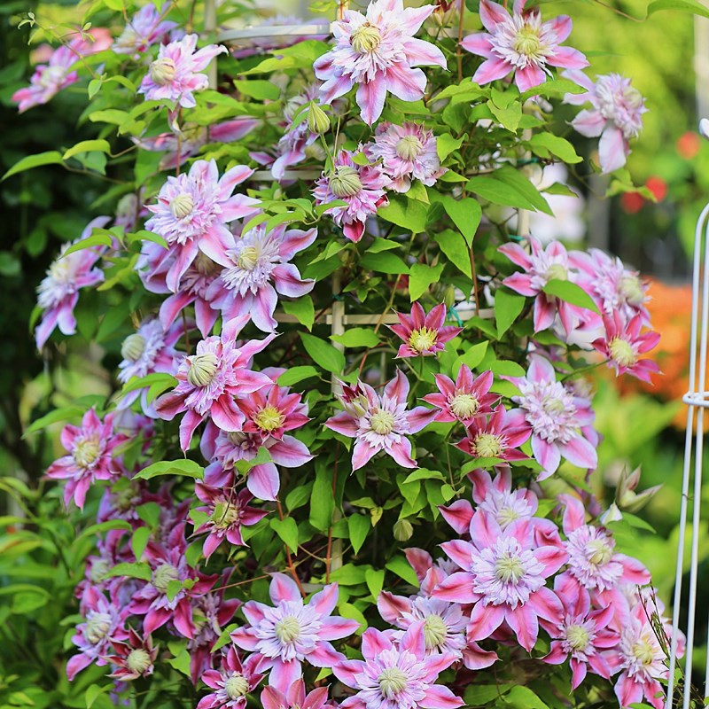 p9铁线莲花苗重瓣约瑟芬盆栽庭院植物爬藤攀援花卉绿植多季开花