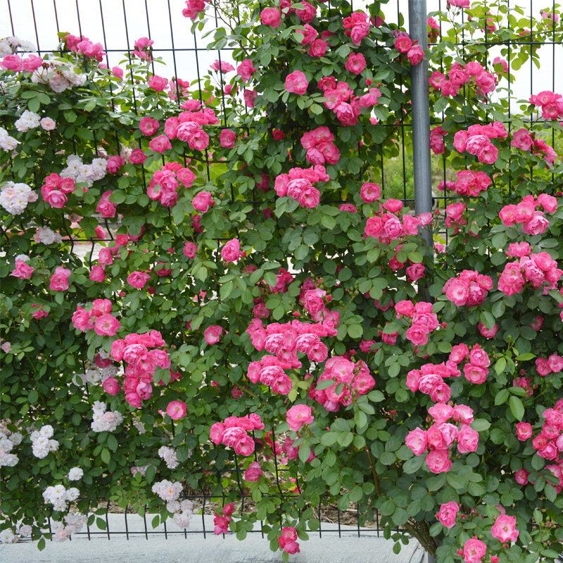 安吉拉藤本月季花苗盆栽攀援爬藤阳台多季开花庭院蔷薇花苗长势快