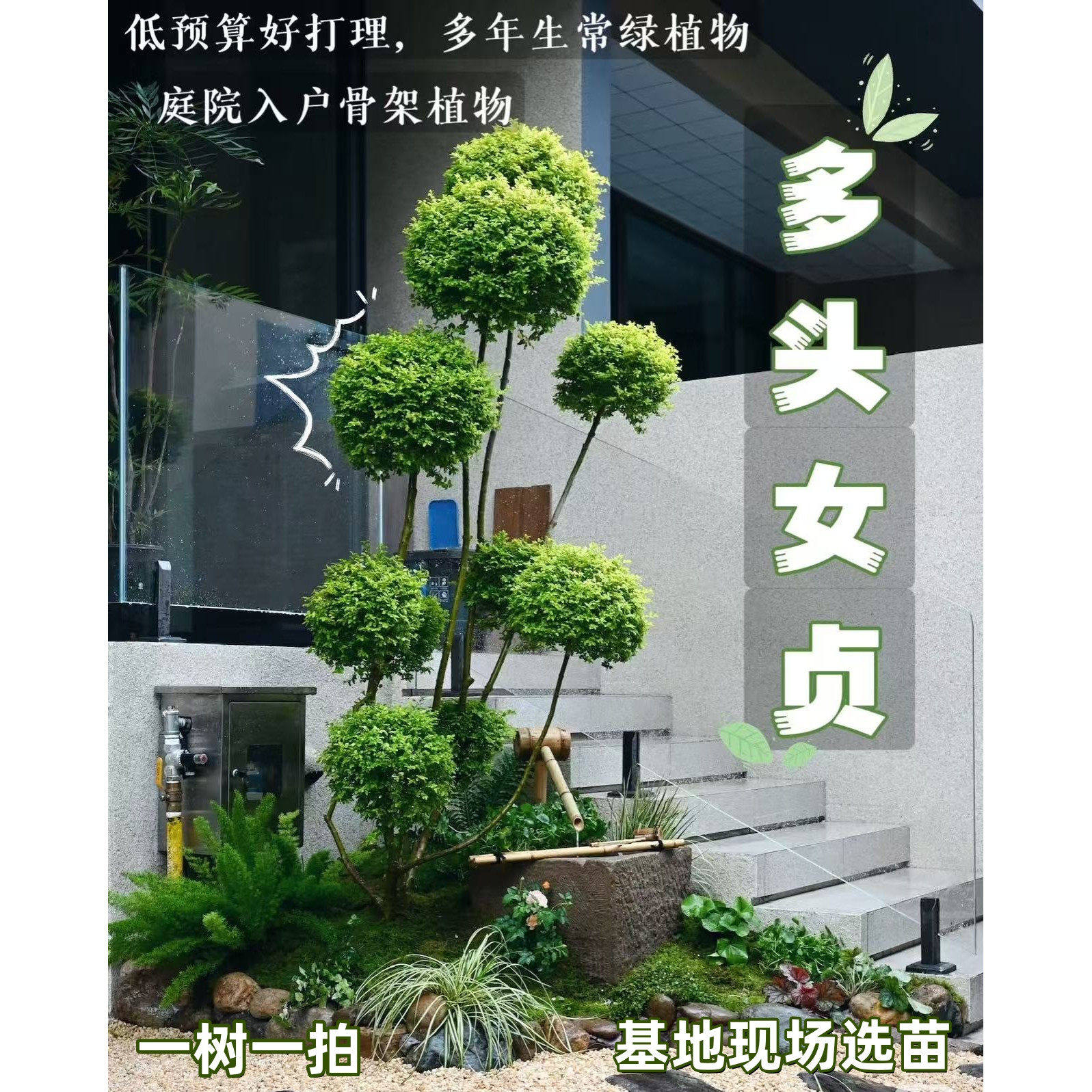 花园景观树亮晶女贞多层宝塔球花镜造景树苗四季常青盆景女贞球塔