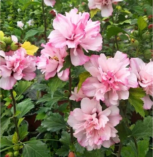 木槿盆栽薄荷冰沙小苗当年开花紫玉蓝莓冰沙木槿花树苗耐寒热植物