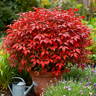 火焰南天竹盆栽花园客厅庭院红宝石湾流青柠檬暮光之城耐寒植物