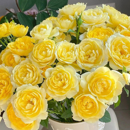 柠檬黄果汁阳台月季花大苗盆栽多头丰花阳台微月玫瑰庭院花卉植物