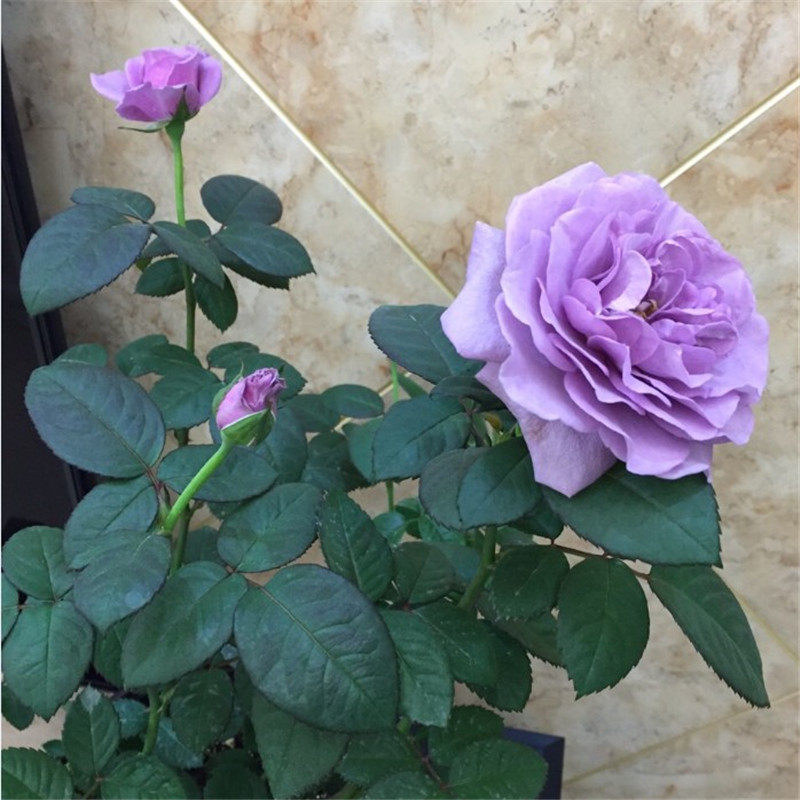 兵马俑酒店月季花苗特大花浓香型蓝紫色盆栽花卉植物玫瑰四季花