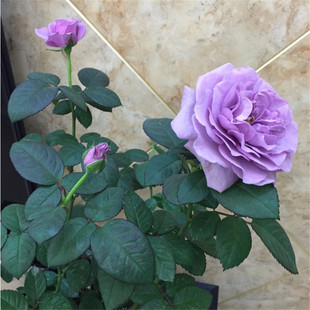 兵马俑酒店月季花苗特大花浓香型蓝紫色盆栽花卉植物玫瑰四季花