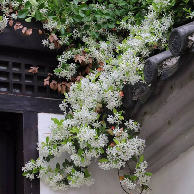 绿植阳台室外庭院盆栽