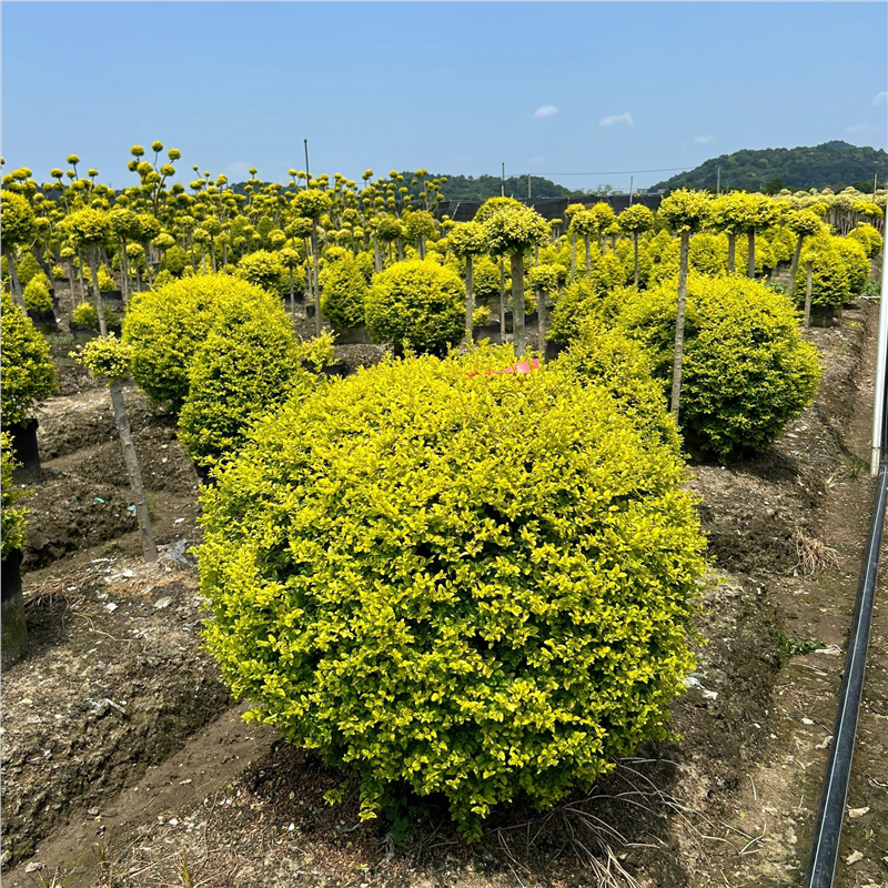 亮晶女贞球棒糖金塔树苗别