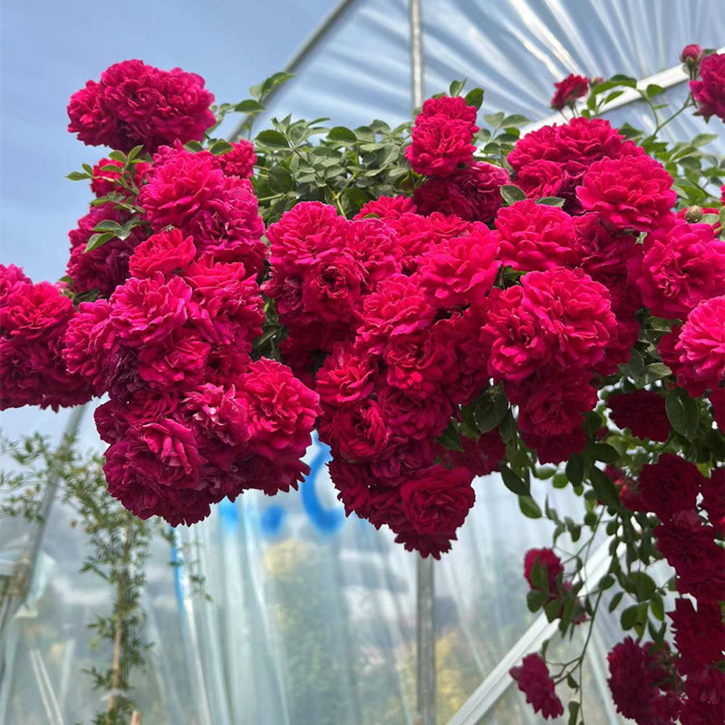 红木香蔷薇花苗红罗莎莉爬藤植物藤本月季庭院花卉多季开花多抗病