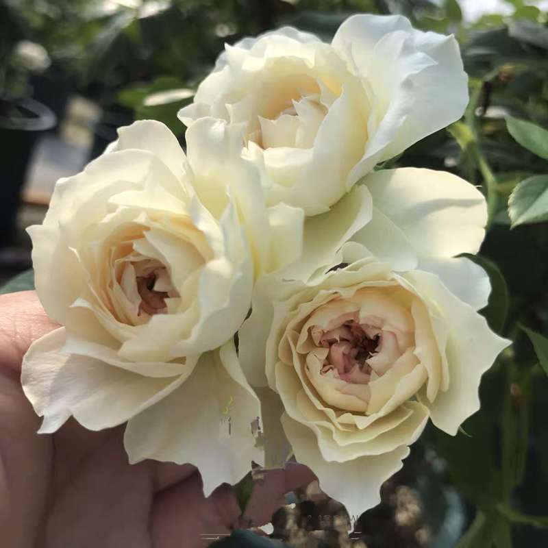 歌剧皇后月季花苗多季盆栽带花阳台玫瑰庭院花卉勤花蔷薇植物带花