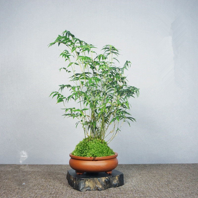 盆景竹子 米竹盆栽 凤尾竹观音竹 观赏小型竹子凤尾竹绿植花卉