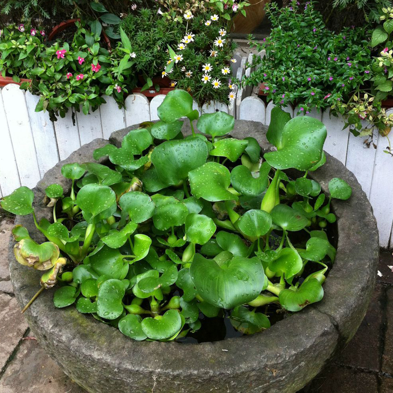 水葫芦水生水草池塘污水凤眼莲
