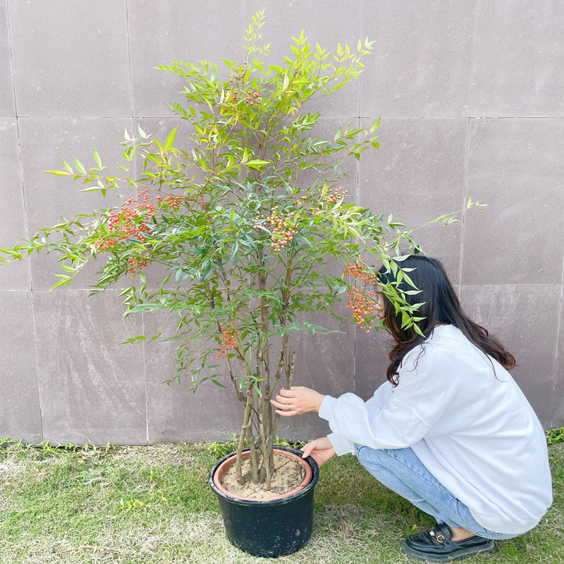 南天竹火焰红观叶庭院花卉植物