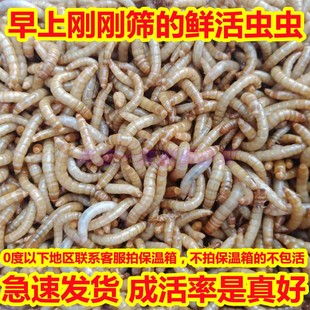 包邮 面包虫活体 乌龟 鹦鹉鱼 画眉鸟石蛙饲料 金龙鱼 黄粉虫活虫