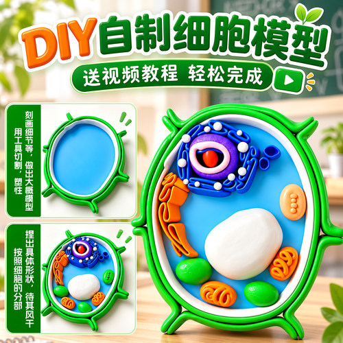 动植物细胞模型成品科学