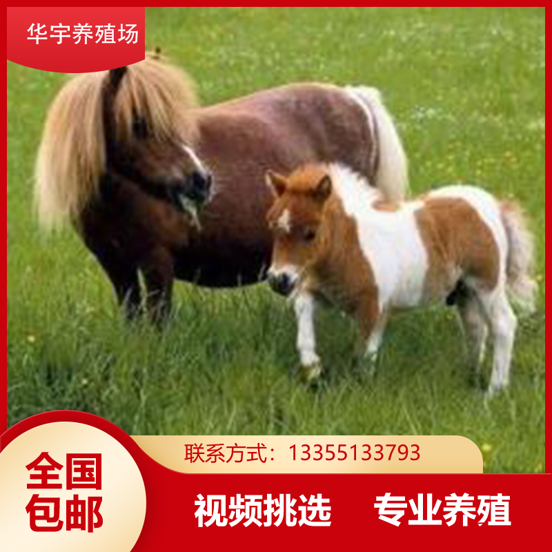 小矮马宠物马德宝迷你马矮脚马真马活马活物幼马骑乘马动物活物