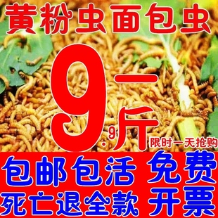 包邮 面包虫活体 乌龟 鹦鹉鱼 画眉鸟石蛙饲料 金龙鱼 黄粉虫活虫