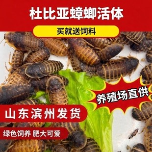 杜比亚蟑螂活体饲料繁殖组幼体昆虫爬宠守宫食物龙鱼活饵新宠鸟类