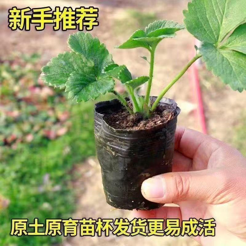 小盆草莓苗种植带盆带土四季盆栽室内植物奶油草莓秧家庭阳台结果