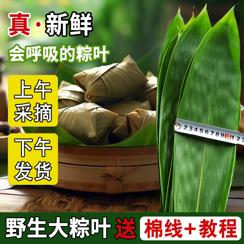 现摘新鲜大粽叶大【官方旗舰店】