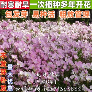 美丽月见草种子四季种阳台花种籽庭院耐寒粉花多年生花卉盆栽种孑