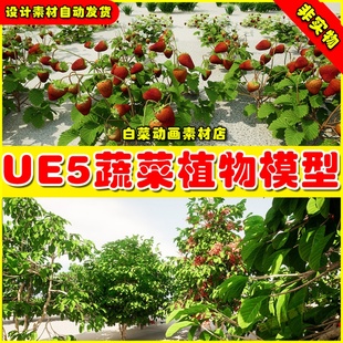 vegetables and 蔬菜水果植物模型5.2 Fruits UE5虚幻资源