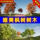 Tree Trees Pack Maple Assorted UE4枫树树木UE5集合