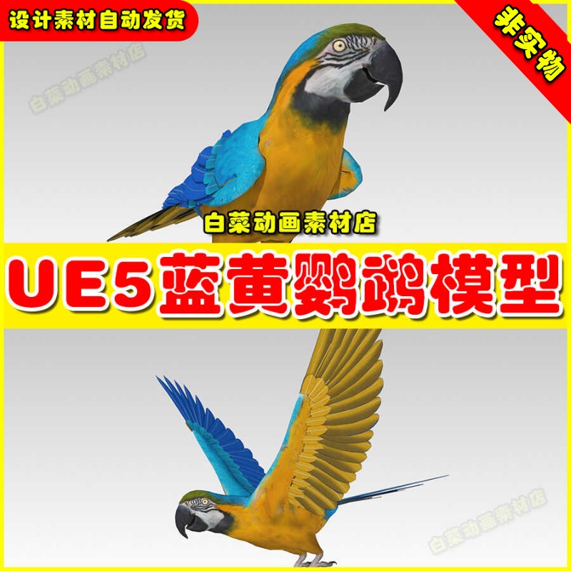 UE5 Blue and Yellow Macaw 蓝黄色鹦鹉动物虚拟设计素材模型5.2