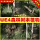 Dviz Pack Tree UE4 and Forest 森林树木植物合集素材包4.27