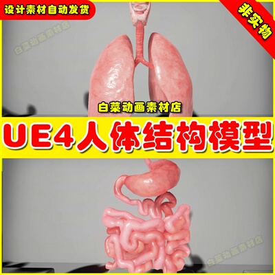 UE4人体内部结构模型UE5素材 Human Internal Organs 4.27