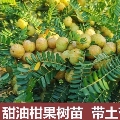 带泥带叶油甘果苗正宗嫁接苗