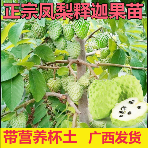 正宗台湾凤梨释迦果苗