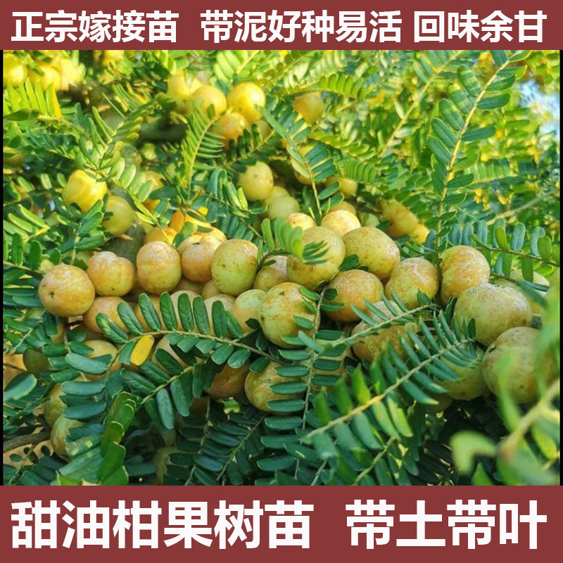 余甘果苗大果油甘果苗甜油甘子嫁接高产牛甘子果树苗地栽盆栽四季
