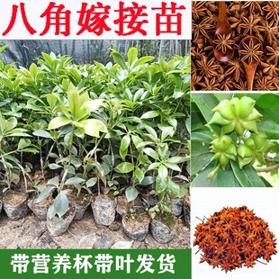 广西嫁接八角树苗食用茴香大料小苗大红八角苗带泥矮化南北方种植
