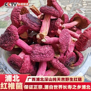 2025广西浦北正宗野生红椎菌土特产月子菇干货红椎菌红菇红菌菇