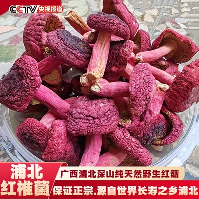 广西浦北红椎菌正宗野生红菇特产