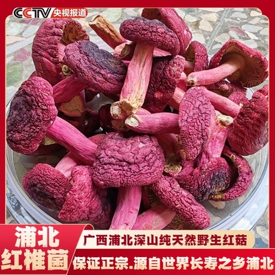 广西浦北红椎菌正宗野生红菇特产