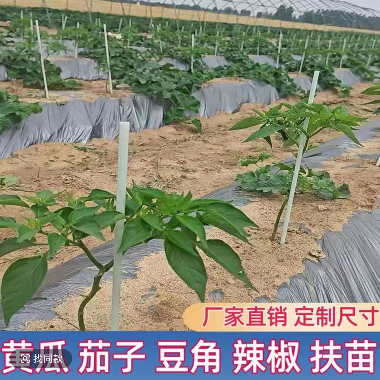 茄子辣椒番茄盆栽花卉支撑杆