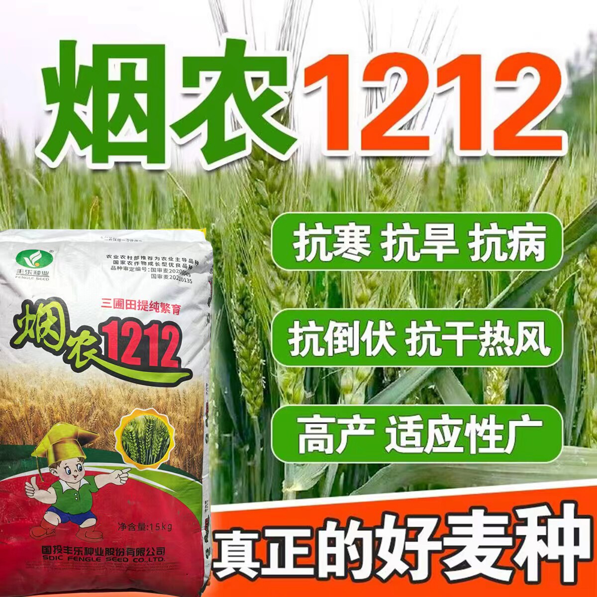 小麦种子烟农1212优质种子苗壮过冬矮杆雨前麦原装正品抗寒强小麦