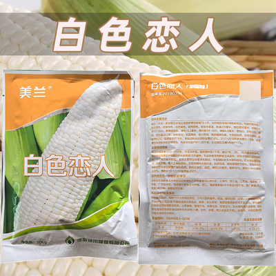 美兰白色恋人玉米种子国审优质