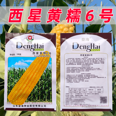 登海西星黄糯6号玉米种子100克