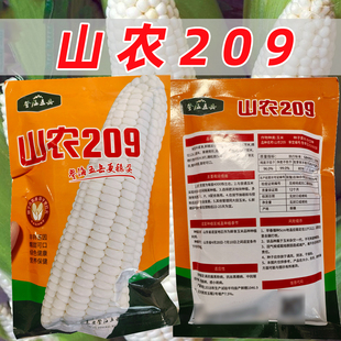 登海五岳山农209白糯玉米种子高产早熟甜糯粘山东种植玉米种籽孑