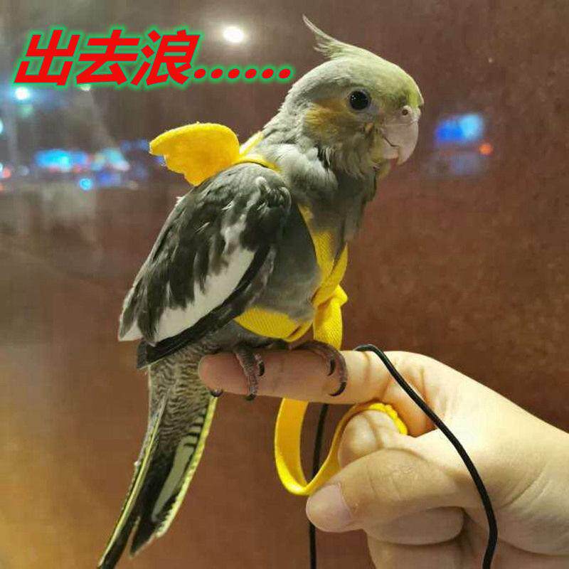 牡丹鹦鹉飞行绳子牵引绳训练绳虎皮鹦鹉外出绳飞行服牵引溜鸟神器