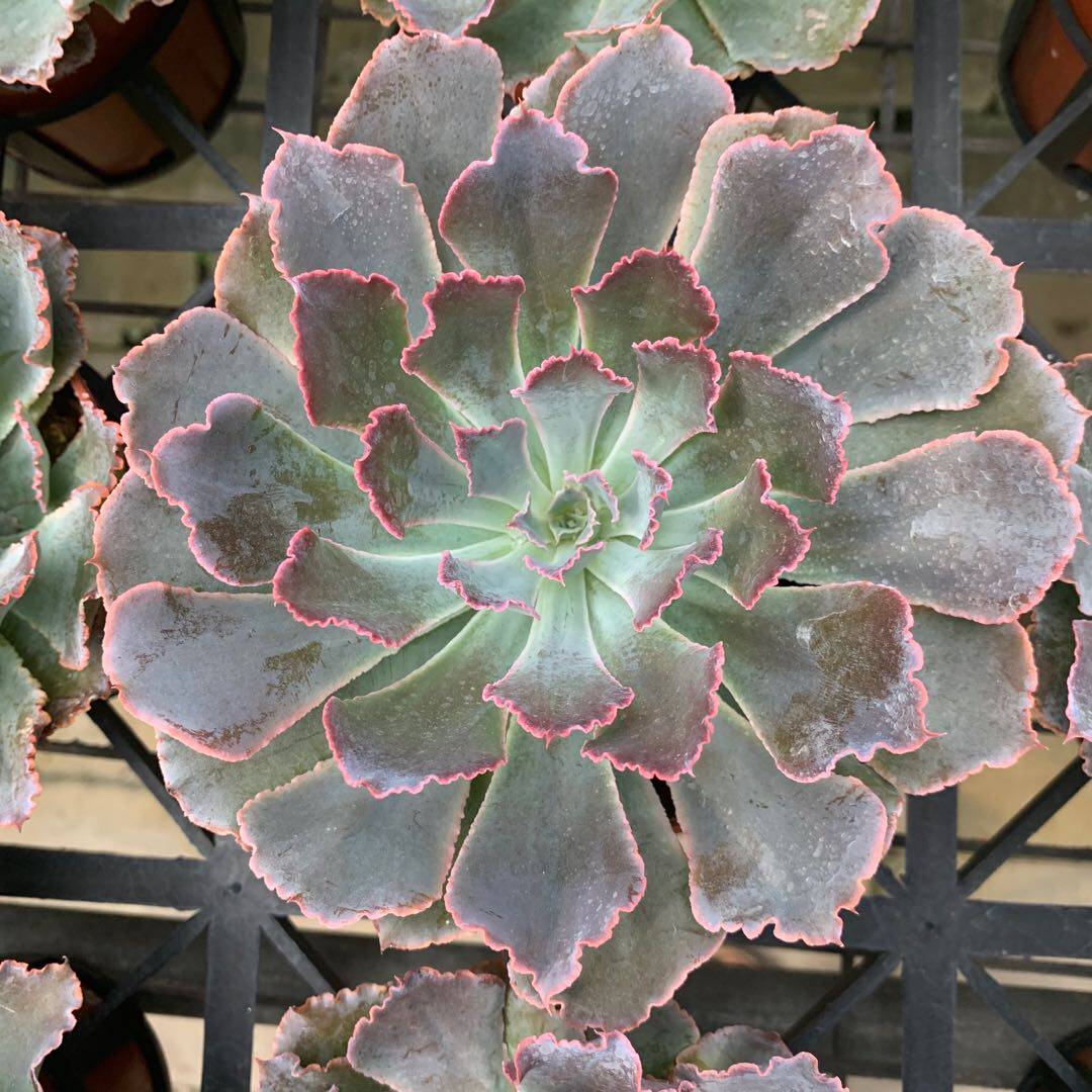 沙漠之星 多肉植物办公室内阳台四季绿植净化空气盆栽