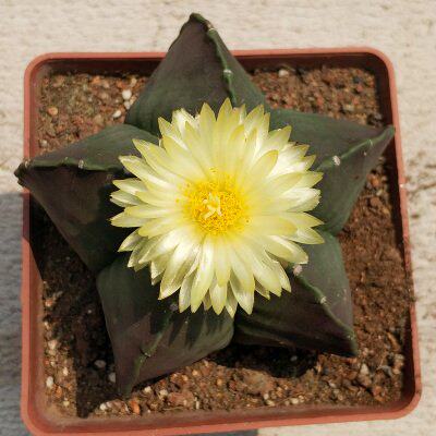 鸾凤玉 五角仙人球多肉植物盆栽室内桌面绿植花卉防辐射净化空气