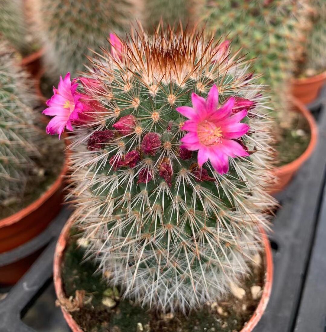 美观仙人球包邮猩猩丸可批精品办公桌面植物防辐射吸甲醛净化空气