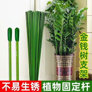 金钱树支撑杆花盆支架杆室内瓜果花卉植物园艺花架爬藤固定捆绑杆