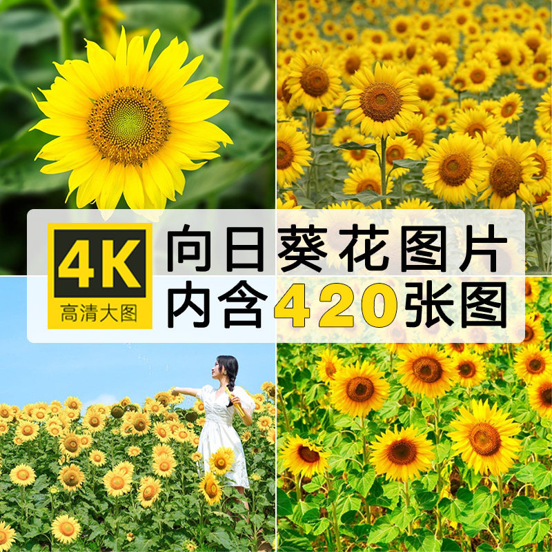 超大超高清图片向日葵太阳花葵花朵植物花海自然美景风光设计素材